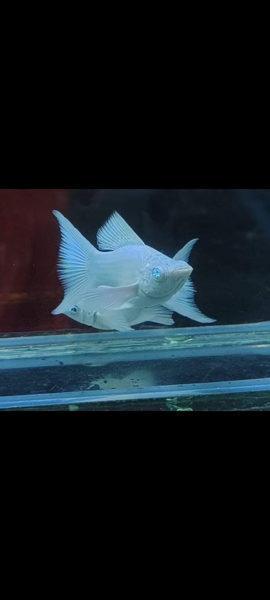 Molly platinum blue eye