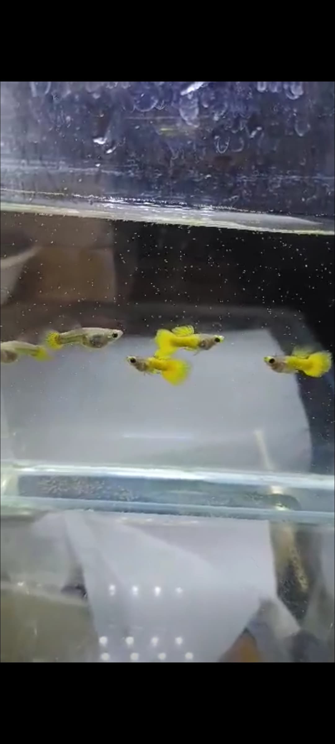 Gold koi glass belly