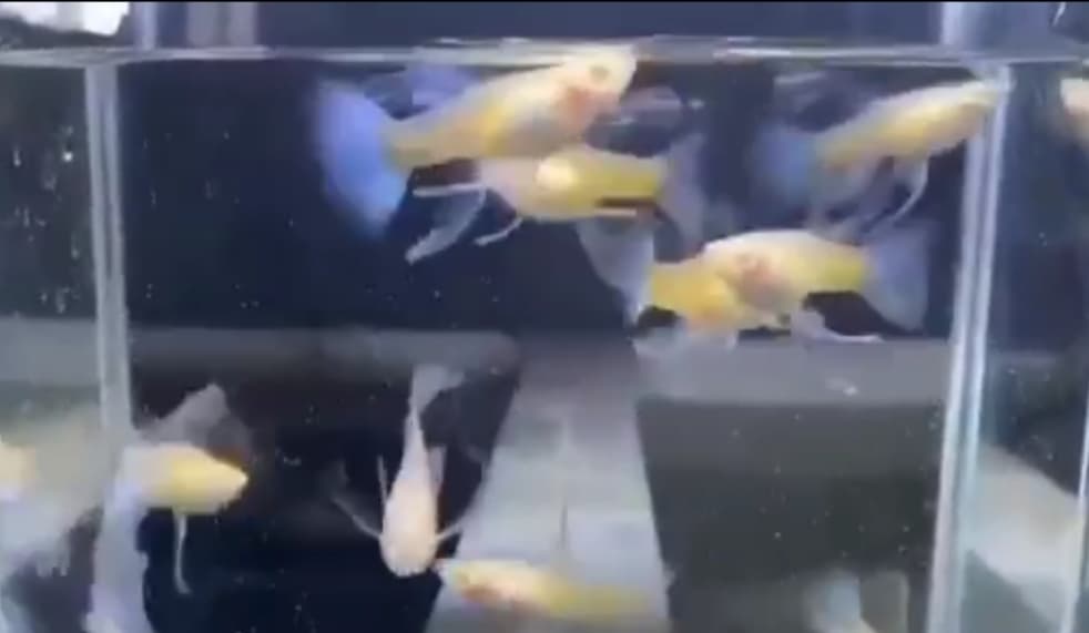 Albino blue topaz big fin C