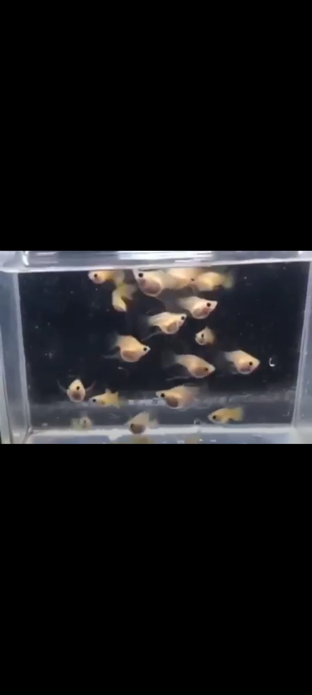 Yellow lace glass belly short body ribbon