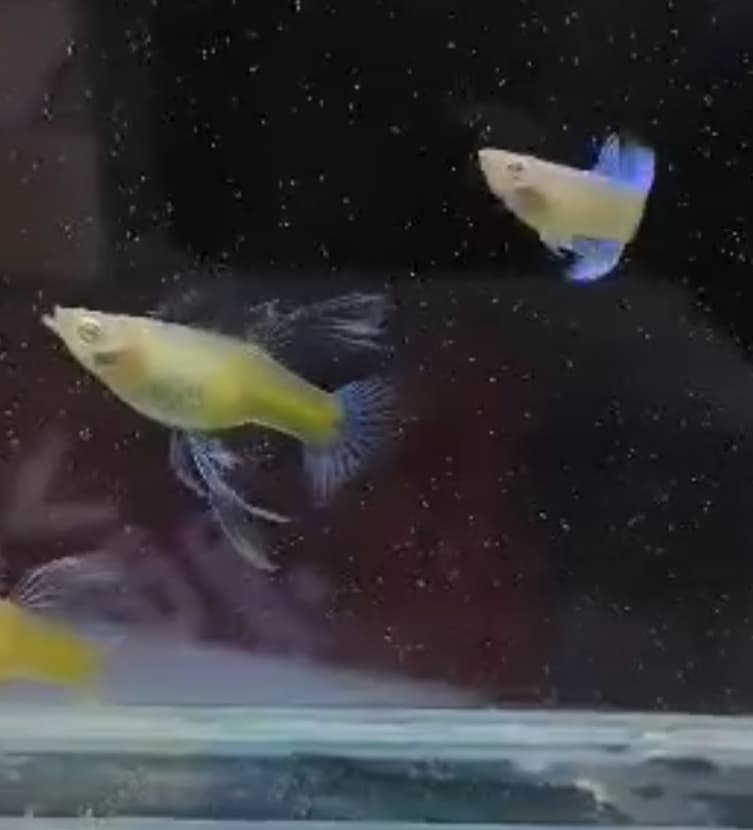 Albino blue topaz big fin C