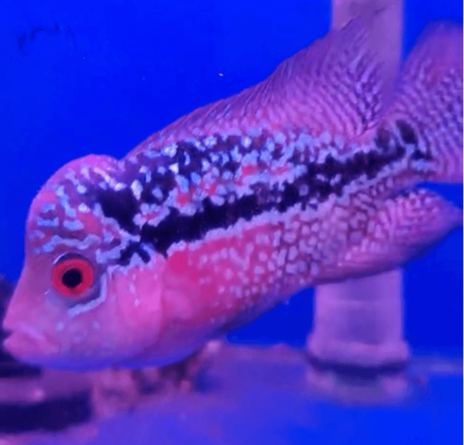 Kamfa Flowerhorn (3 inch)