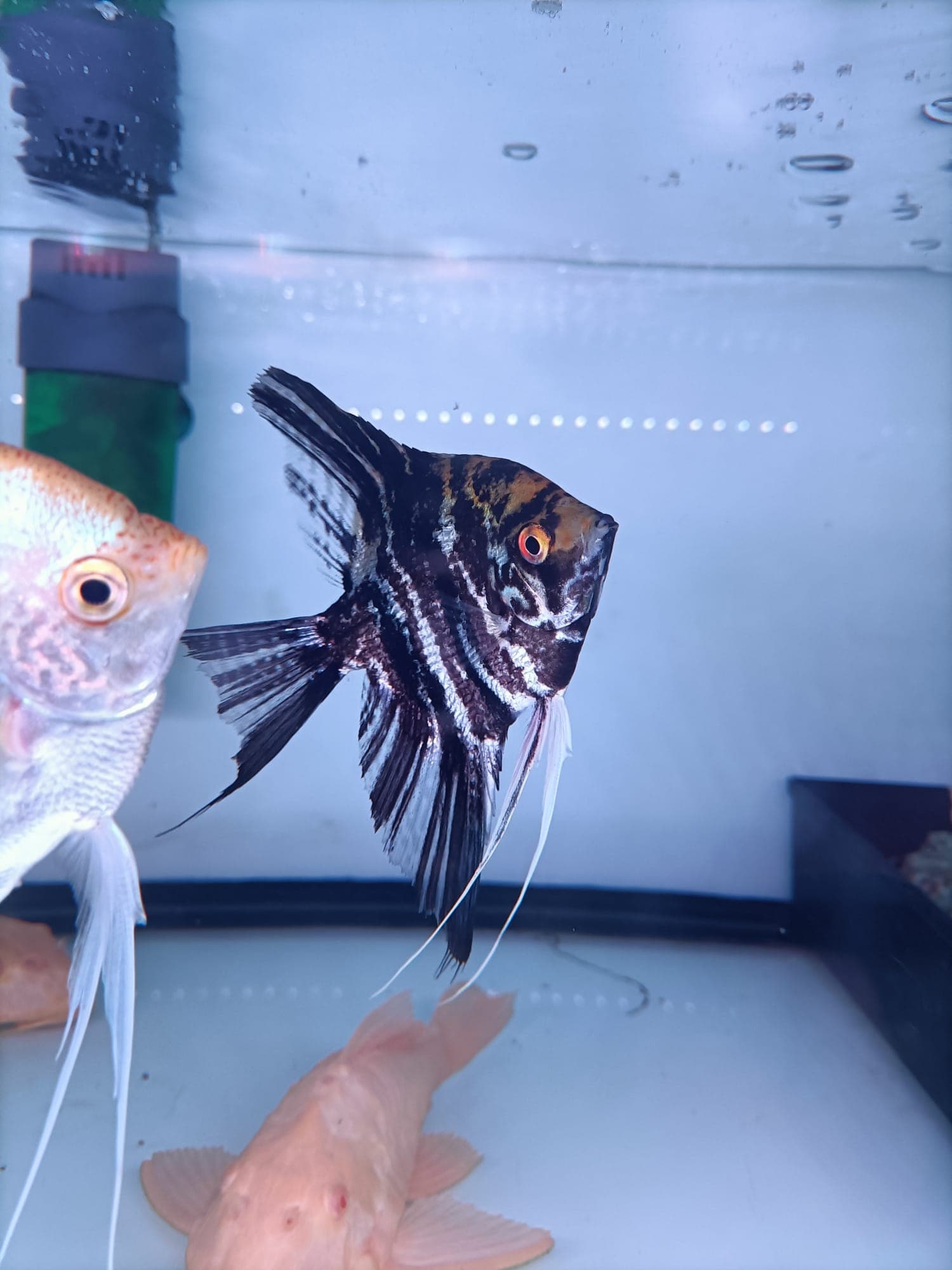 XL size angelfish