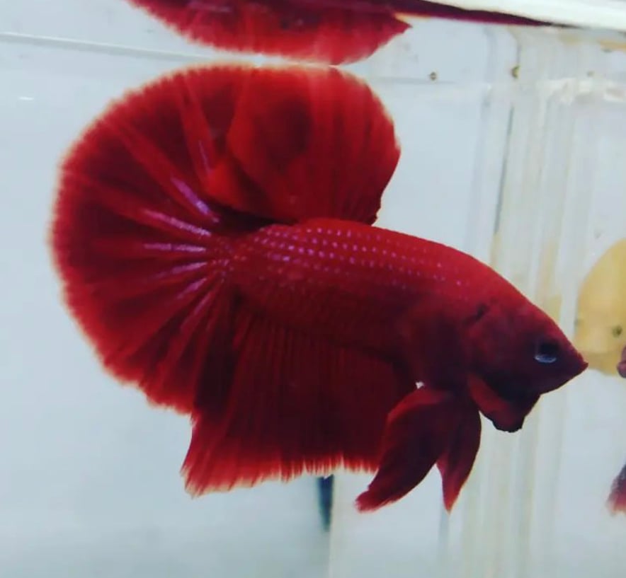 Betta Halfmoon Plakat Super Red Solid