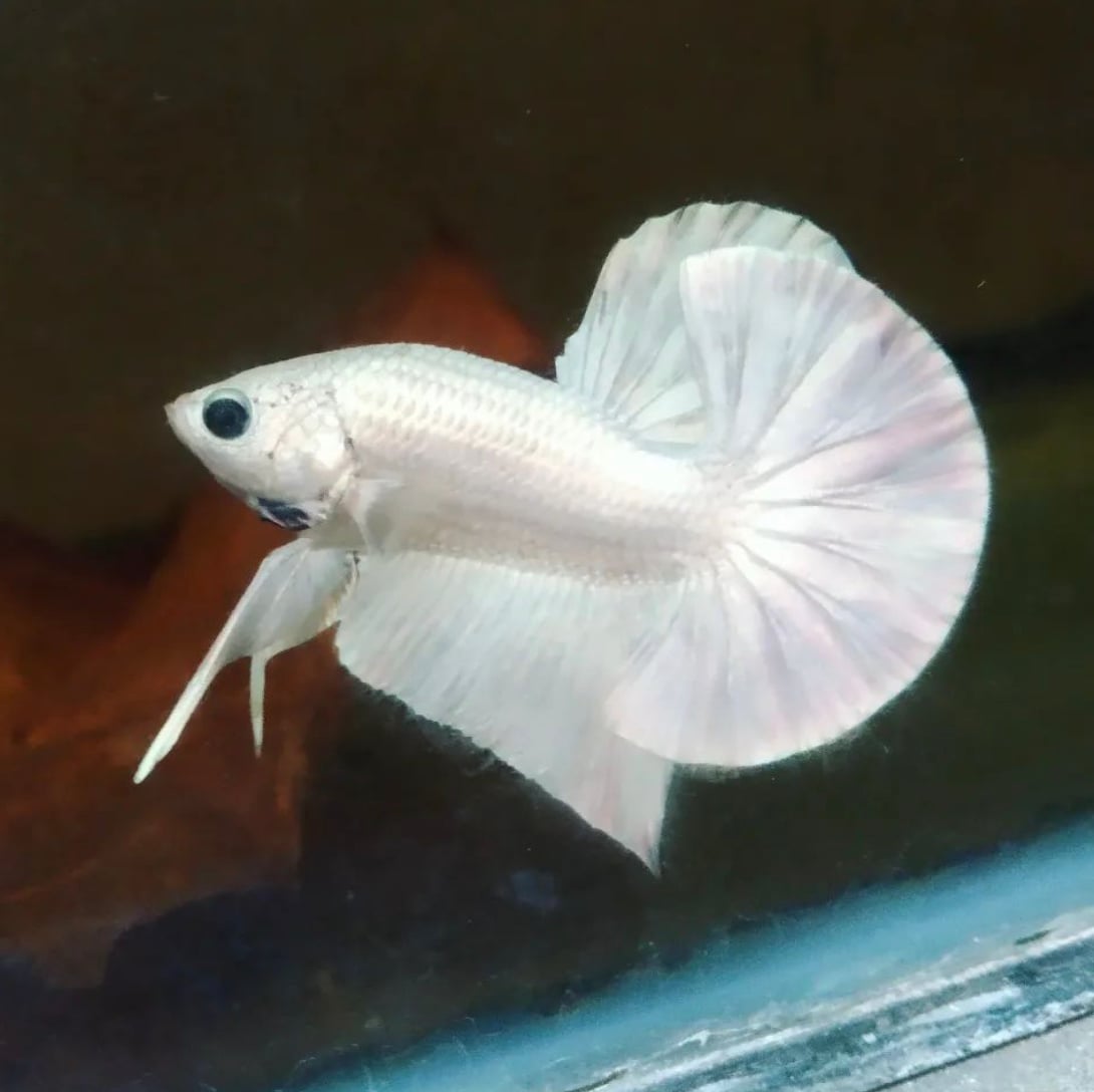 Betta Halfmoon Plakat White Platinum Solid