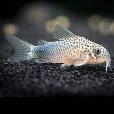 Corydoras Similis 2.5cm