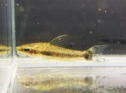 Otocinclus affinis 3cm