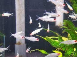 Platinum rummy nose tetra 2cm