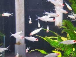 Platinum rummy nose tetra 2cm