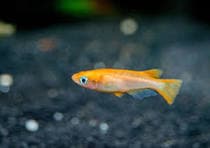 Red ricefish 2cm x 5pc