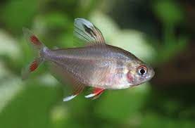 Rosy tetra 3cm