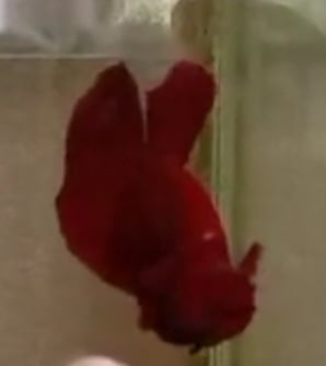 Betta For competition(betta show)