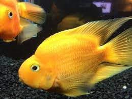Yellow parrot cichlid 6-7cm