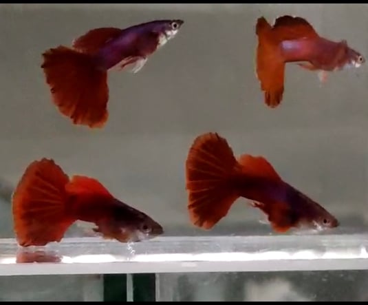 Guppy Red valvet Red ear/pair