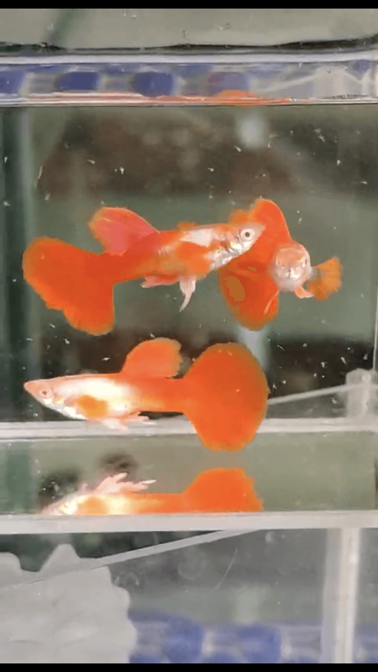 Albino Red tuxedo / pair