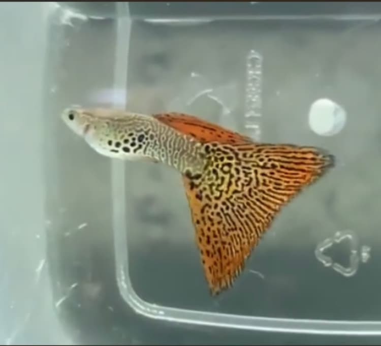 Red Cobra Major Delta Tail /pair