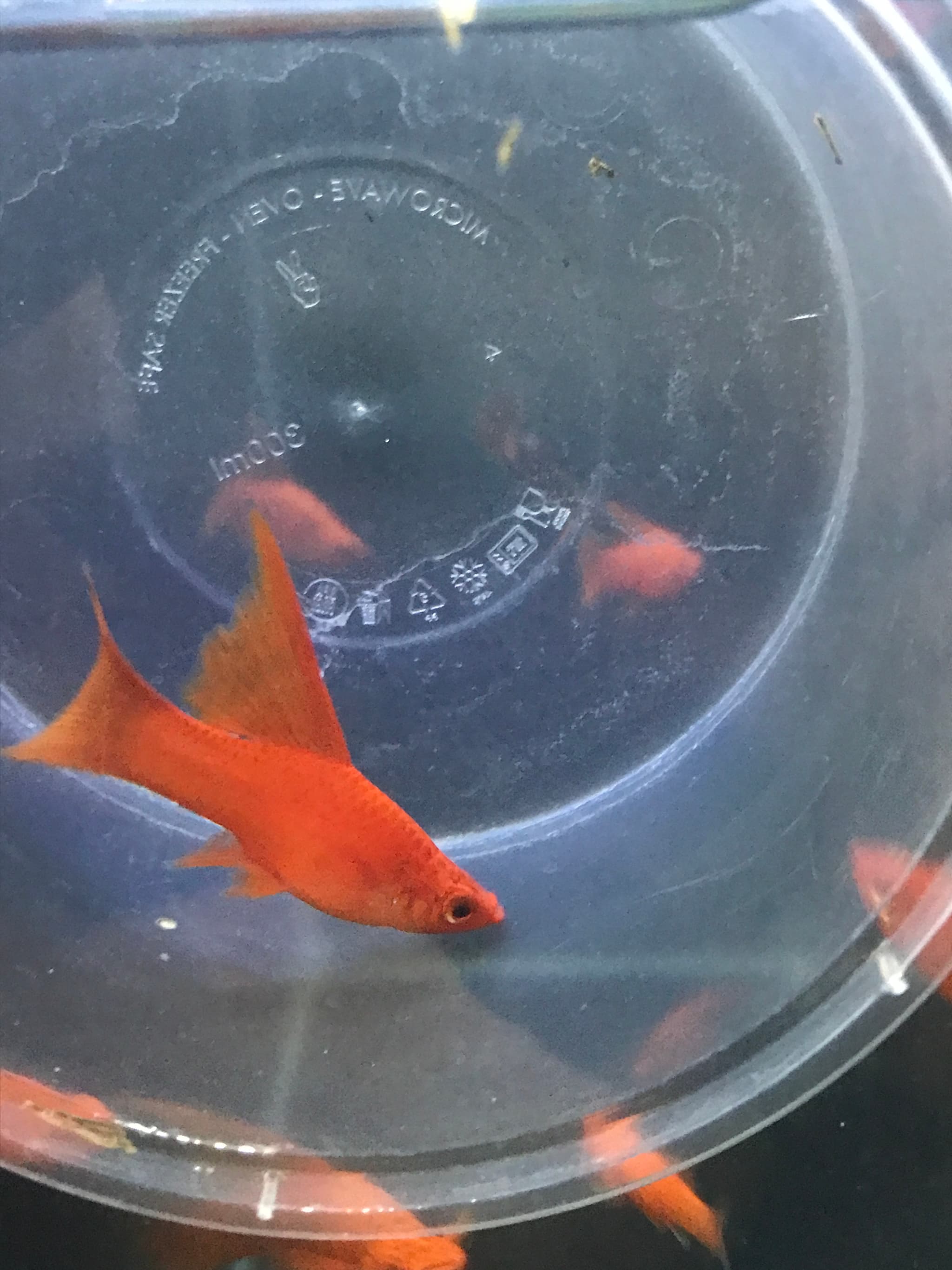 Blood red lyretail sword tail 4-5 cm