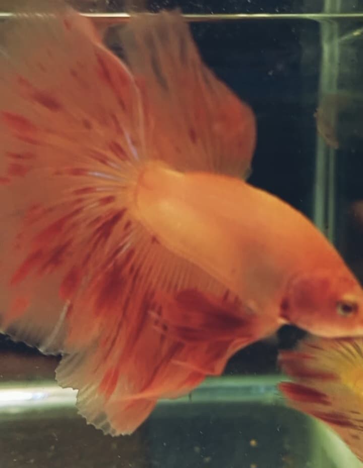 Halfmoon Armagedon Pair