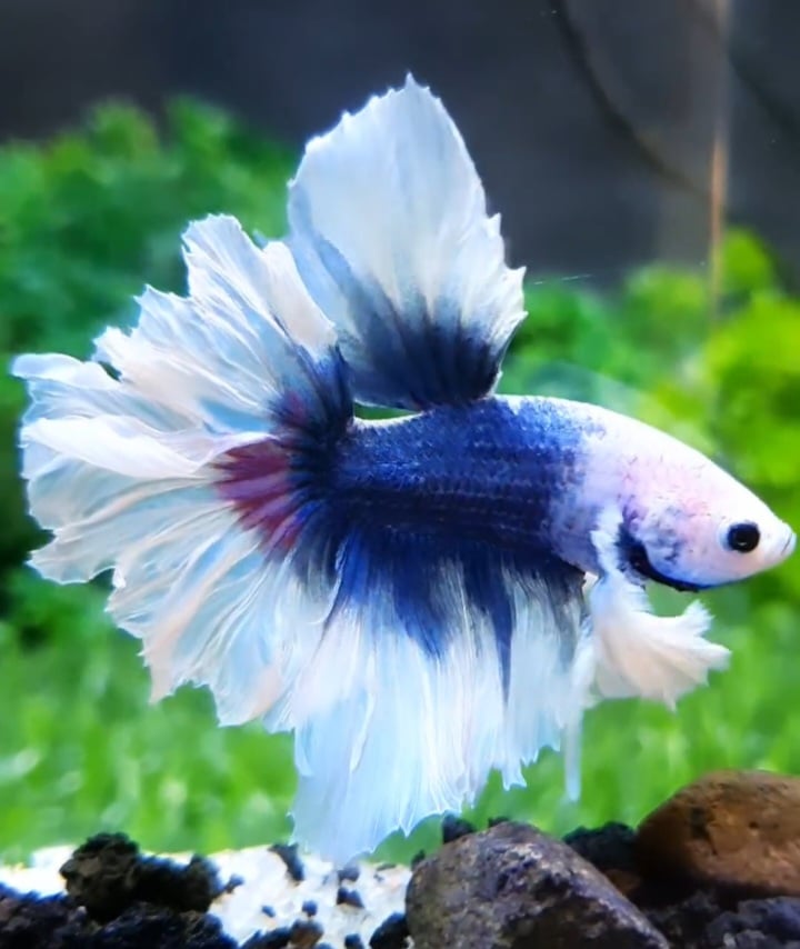 Halfmoon feathertail dumbo ear