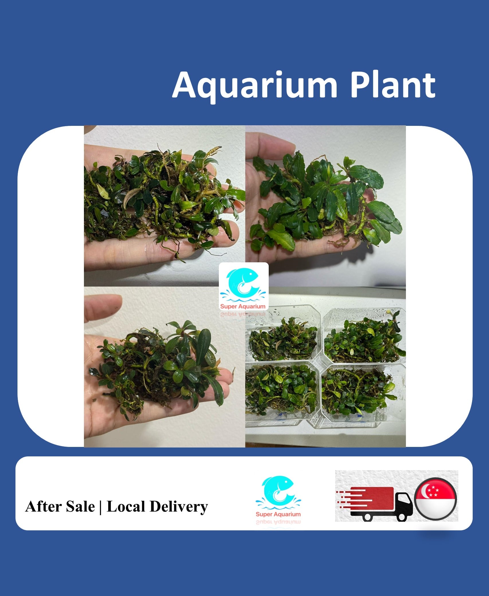 Product image Bucephalandra (Buce) - Aquarium Live Plant Bucep 3 icon arrow left boldicon arrow right bold Share: 0 Product Information Section Bucephalandra (Buce) - Aquarium Live Plant Bucep