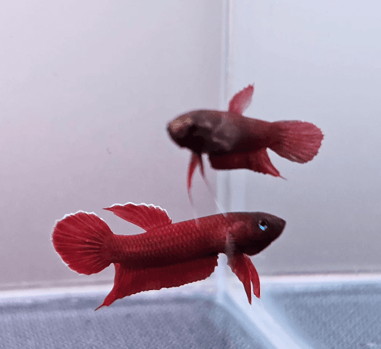 Betta sp. Api Api "Red"