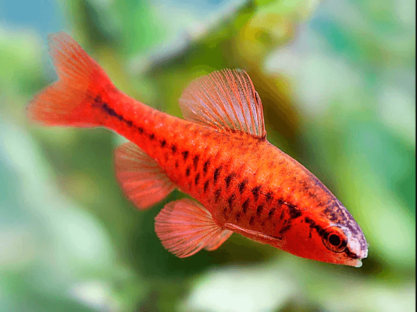 Puntius Titteya 'Albino Fire Red'