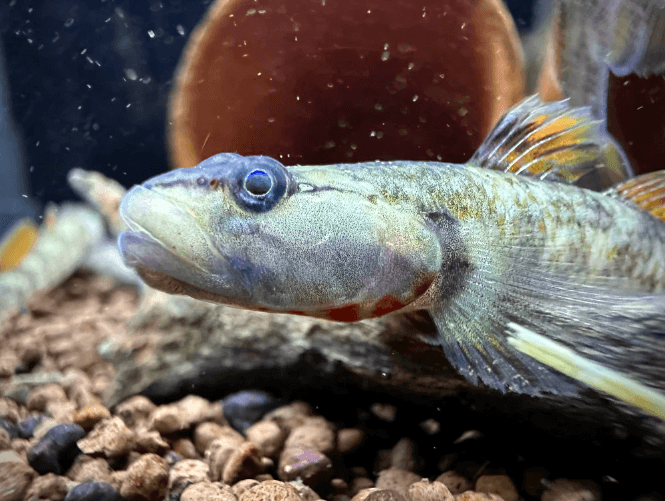 Rhinogobius Zhoui