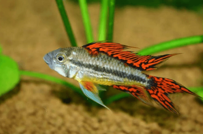 Apistogramma Cacatuoides 'Red'