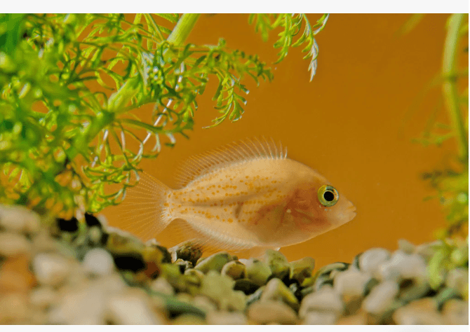 Pseudetroplus Maculatus