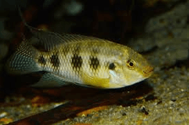 Thysochromis Ansorgi