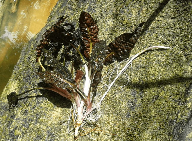 Cryptocoryne Bullosa 'Black'