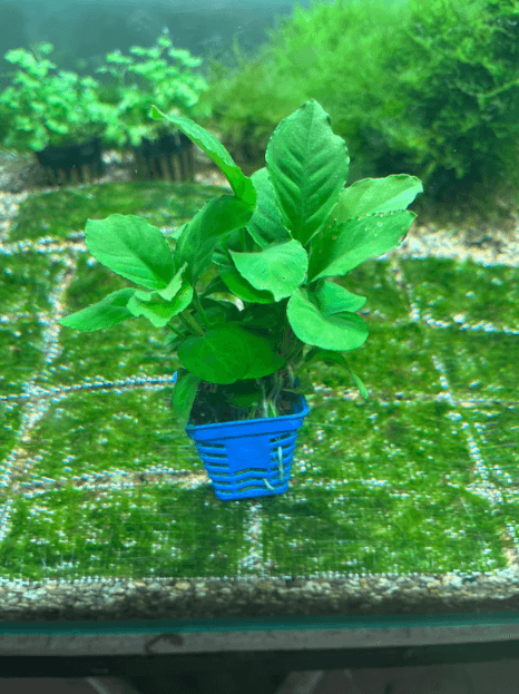 Anubias Apple Green