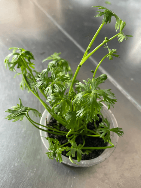 Ranunculus Inundatus