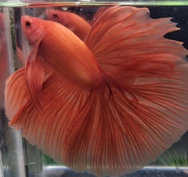 Halfmoon orange big size