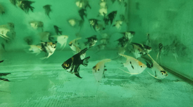 Assorted AngelFish 4-5cm