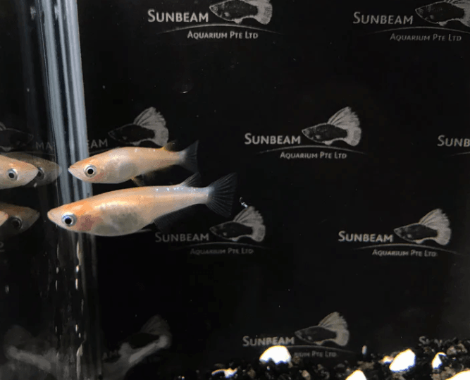 Red and White Stardust Ricefish 2cm x 5pc