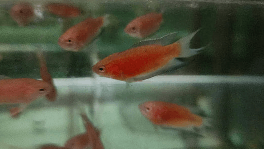 Red Paradise Fish 4cm