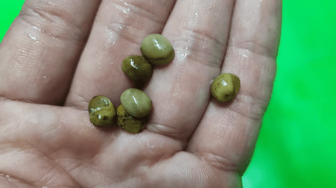 Yellow Pumpkin Snail 1cm