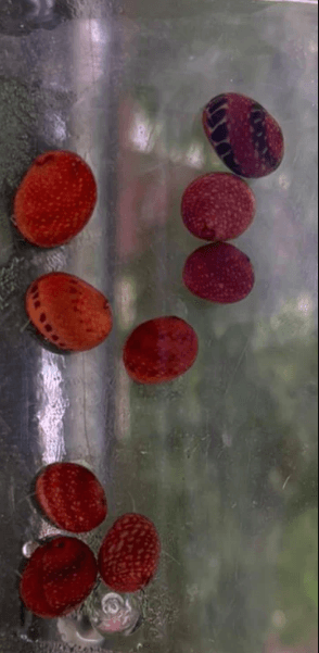 Red Pumpkin Snail 1cm