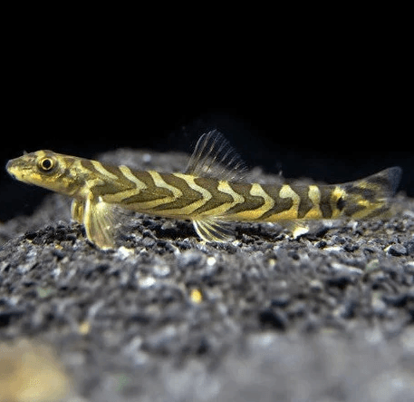 Zodiac Loach 3cm