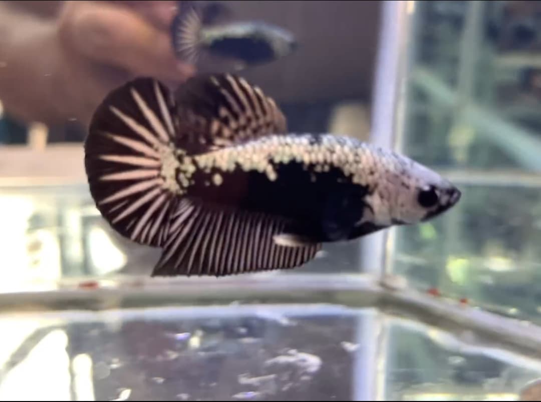 Betta Black Samurai (Male) Code 02