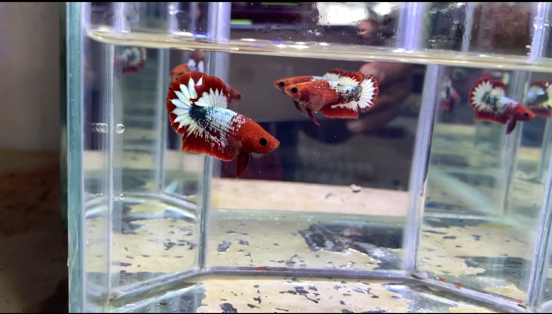 Betta Fancy Copper Red Head (Pair) Code 01