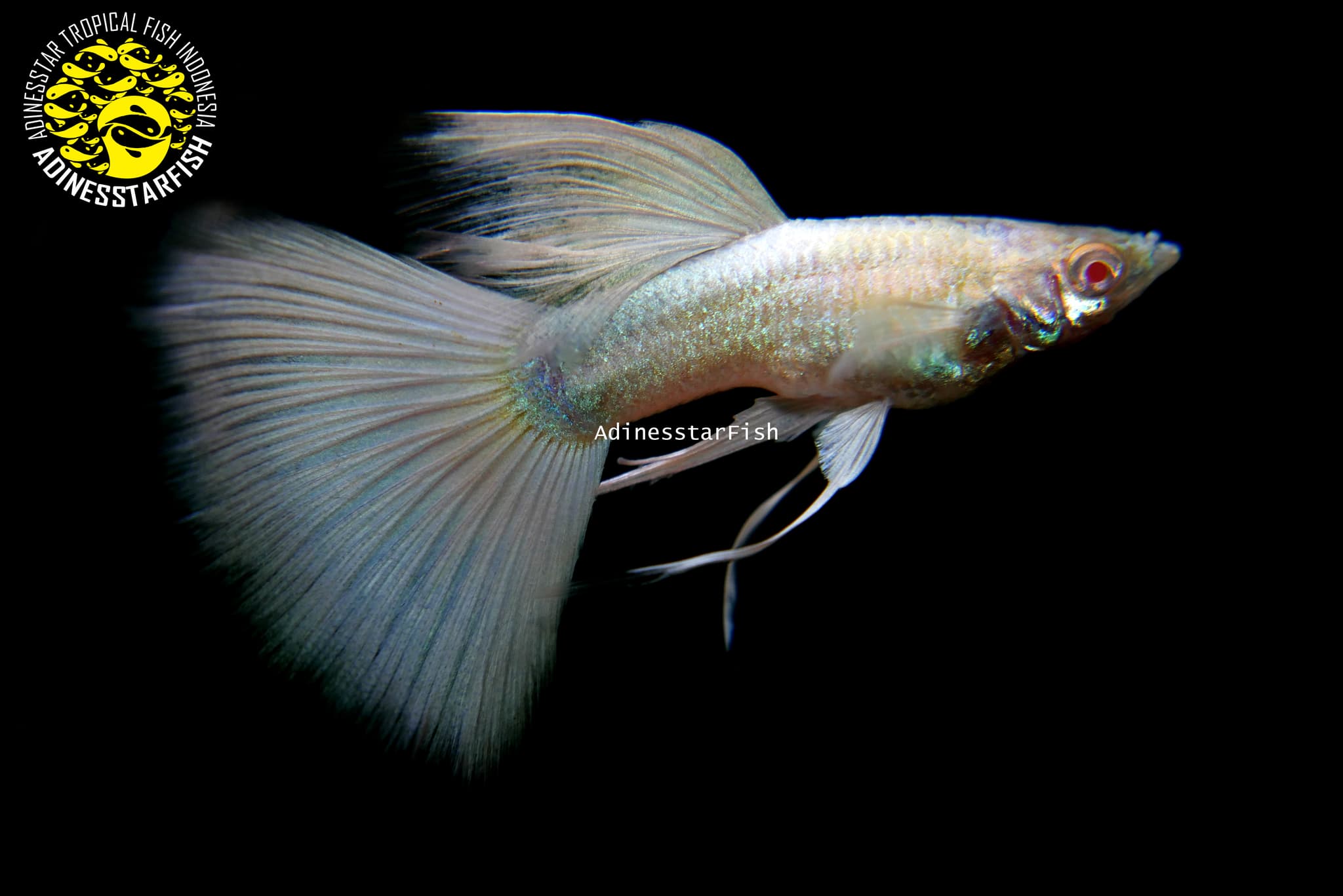 Albino Full Platinum Ribbon