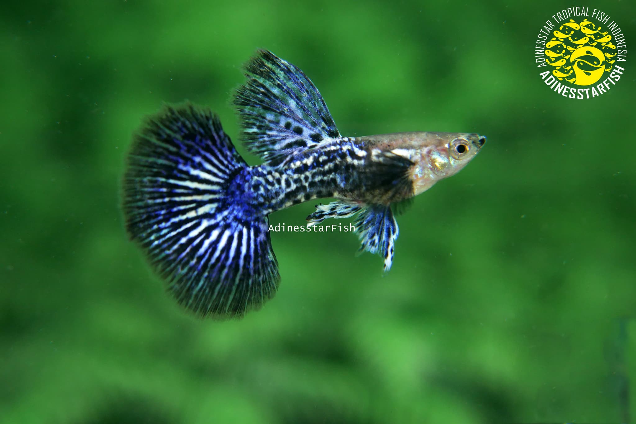 Blue Dragon Big Dorsal