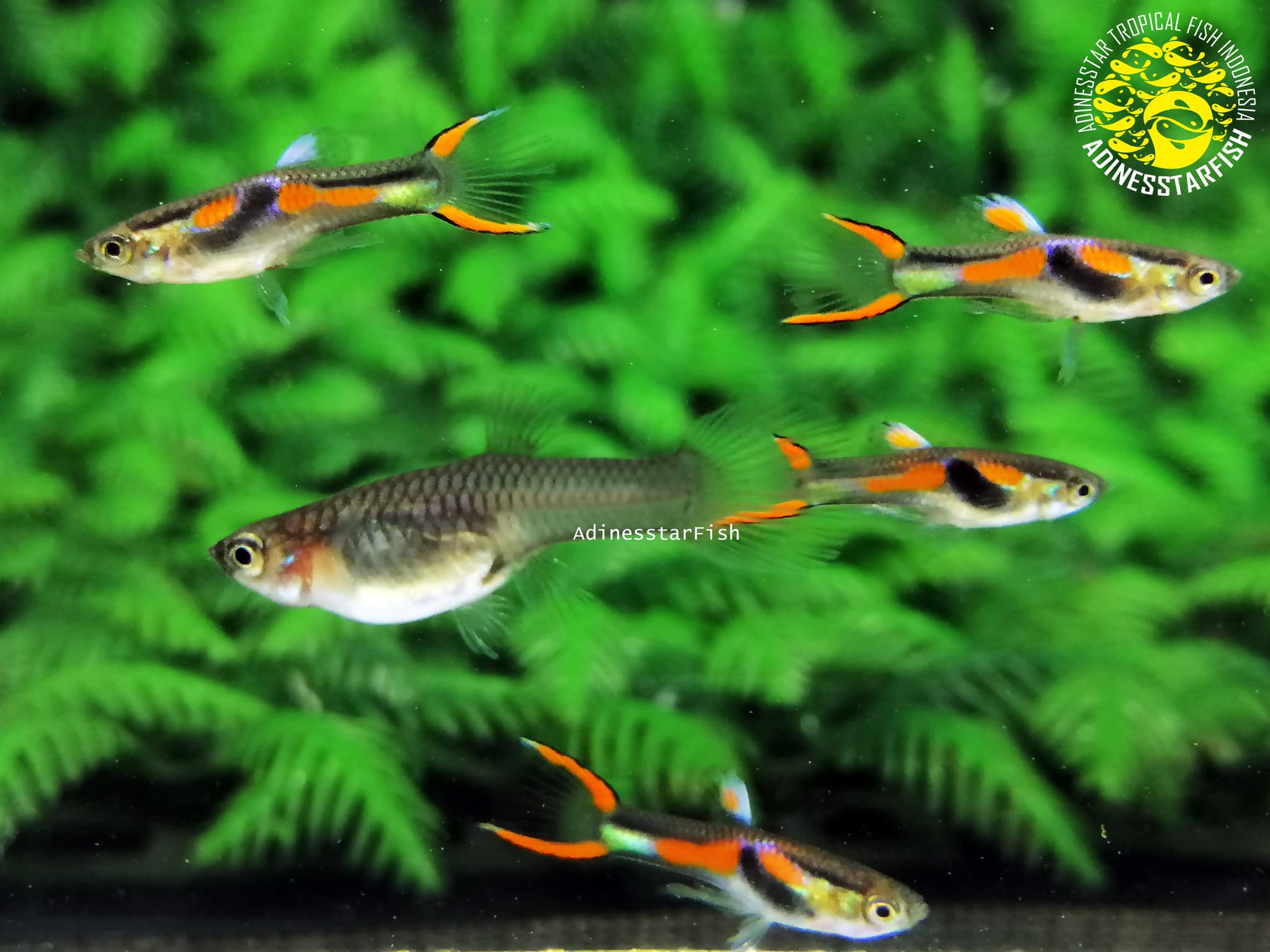 Endler Black Bar Hybrid