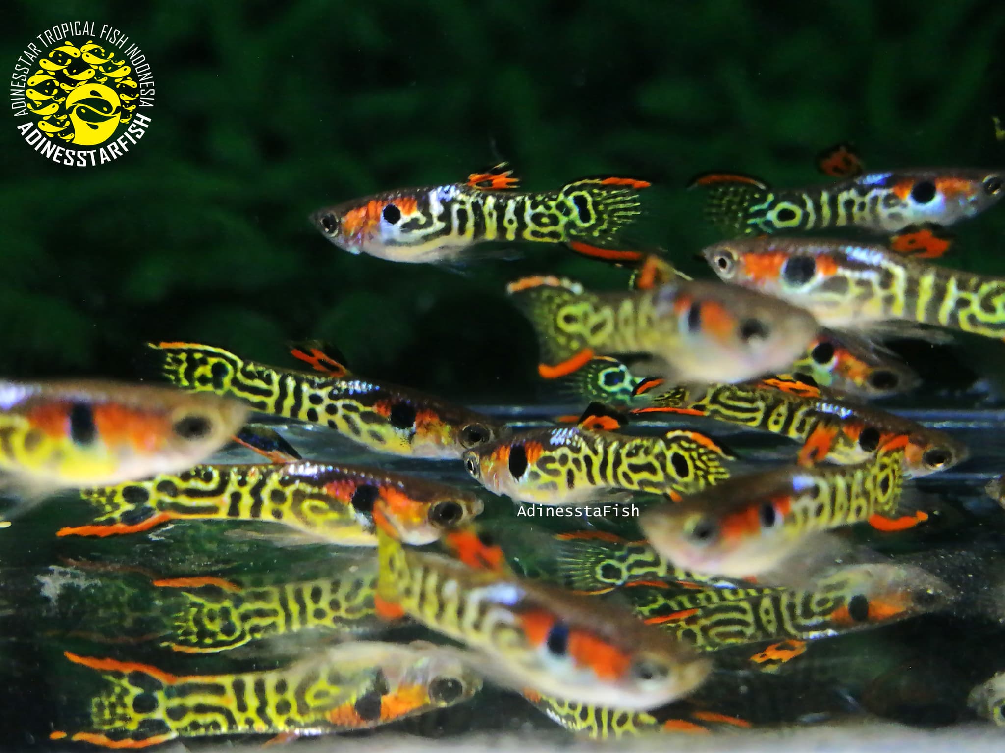 Endler Mini Tiger Hybrid Guppy