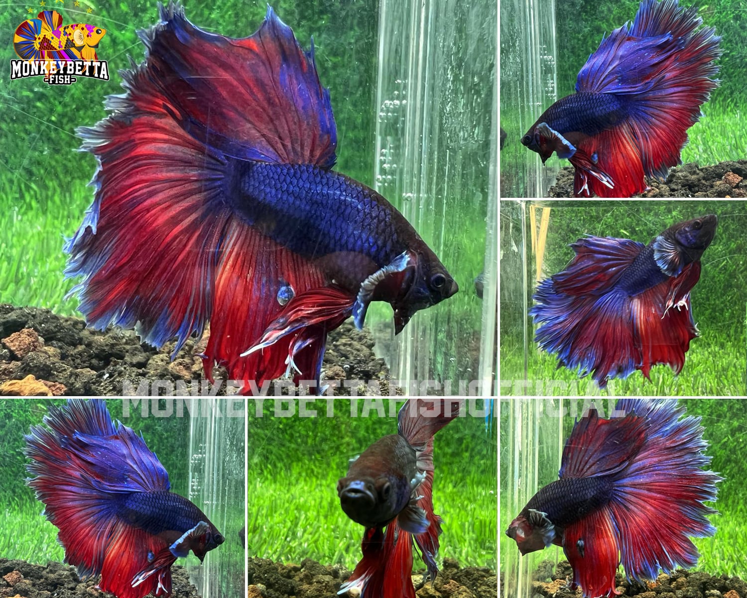 HalfMoon Bigear Rosetail