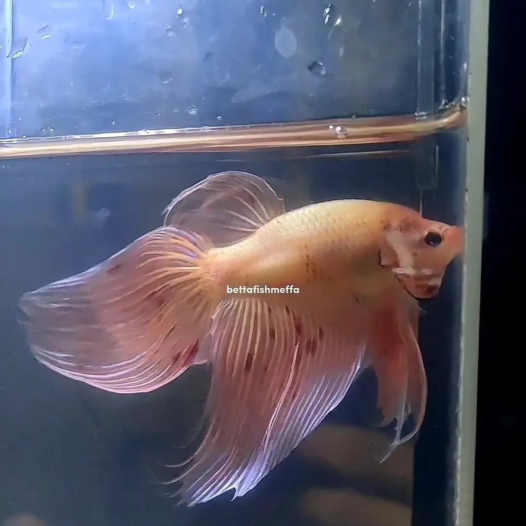 Veiltail Betta Soft pink Armagedon