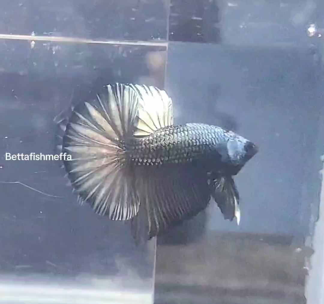 Hmpk Betta copper samurai Line Thailand