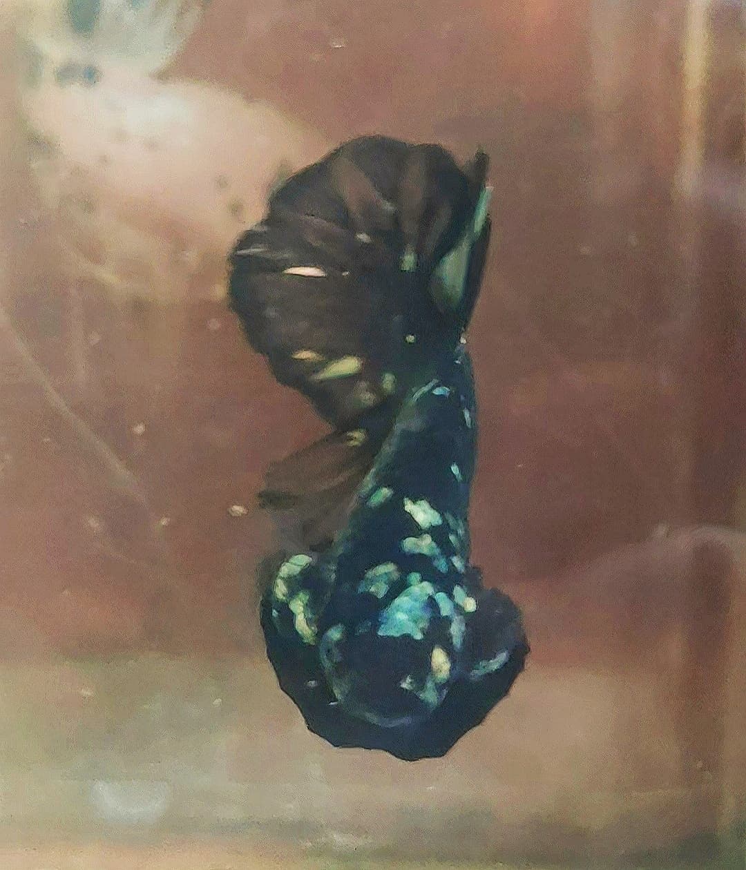 Betta plakat Avatar stardust size reguler Line Thailand || Plakat betta avatar stardust